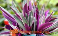 Уход за рео Домашнее растение с фиолетовыми листьями снизу