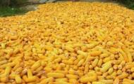 Ботаническая характеристика кукурузы