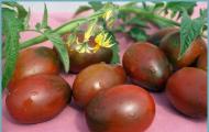 Характеристики помидоров сорта де барао и способы их выращивания Томаты де барао в теплице посадка