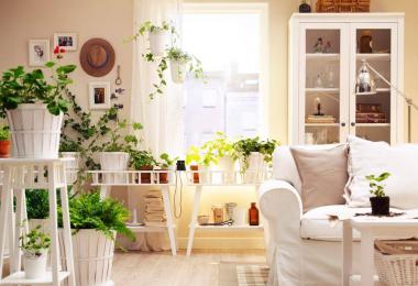 Уход и выращивание комнатных растений в домашних условиях